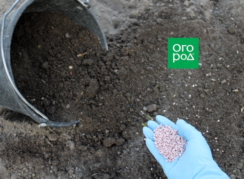 7 секретов ранних огурцов – похрустим уже в мае