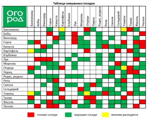 Смешанные посадки: выбираем лучших соседей для растений
