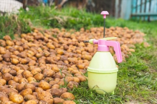 Чем обработать картофель от болезней и вредителей перед посадкой