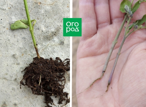 Чем поливать рассаду, чтобы не было черной ножки