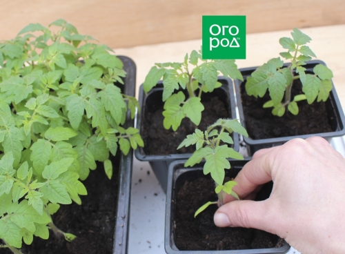 Чем поливать рассаду, чтобы не было черной ножки