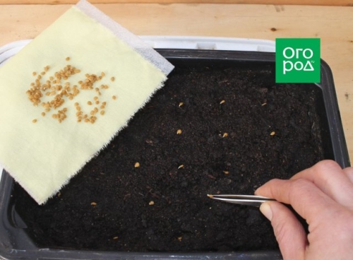 Почему не взошли томаты