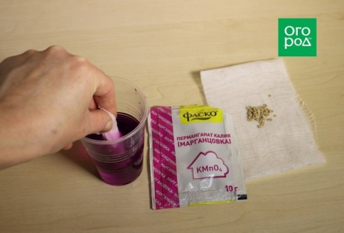 Ранние томаты: как получить урожай в июне