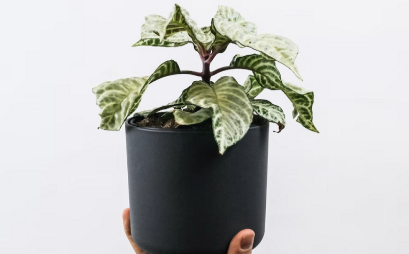 5 важных моментов в уходе за комнатными растениями, о которых все забывают