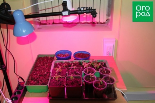 Почему не взошли томаты