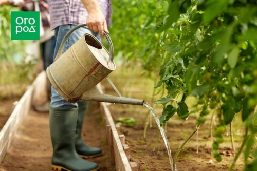Ранние томаты: как получить урожай в июне