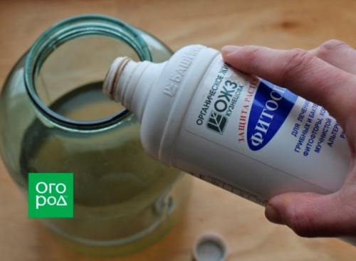 Чем обработать картофель от болезней и вредителей перед посадкой