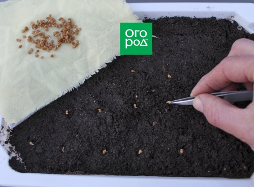 Чем поливать рассаду, чтобы не было черной ножки