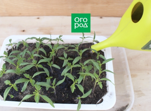 Чем поливать рассаду, чтобы не было черной ножки