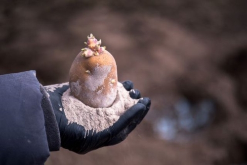 Чем обработать картофель от болезней и вредителей перед посадкой