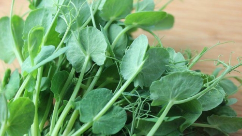 9 быстрорастущих растений для весеннего огорода