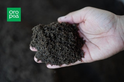 Ранние томаты: как получить урожай в июне