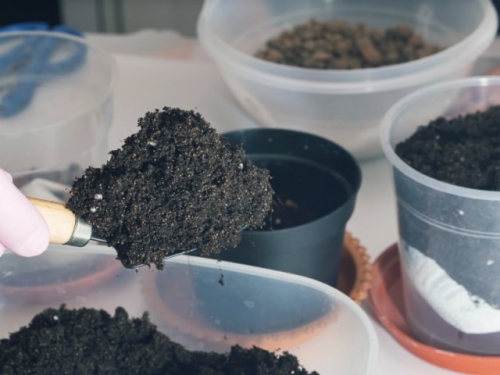 Почему не взошли томаты