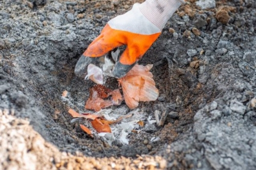 Чем обработать картофель от болезней и вредителей перед посадкой