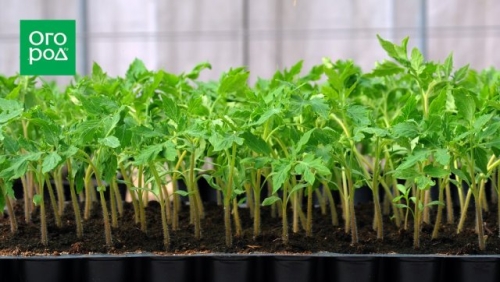 Ранние томаты: как получить урожай в июне