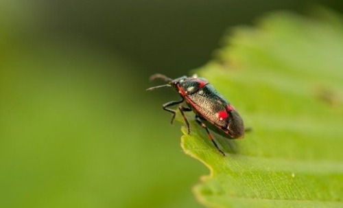 15 секретов выращивания хорошей рассады капусты