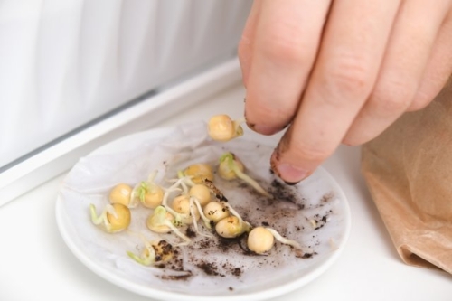 7 овощей, которые можно посеять в открытый грунт уже в апреле