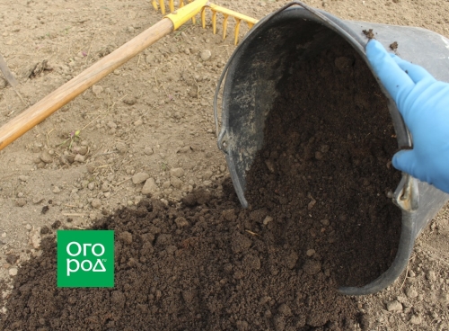 Пора сеять дыни: пошаговая инструкция выращивания и высадки рассады