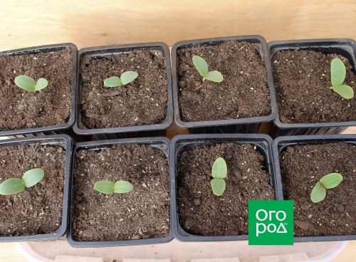 Пора сеять дыни: пошаговая инструкция выращивания и высадки рассады