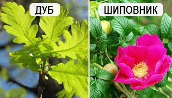 Что и когда сеять в огороде – народные приметы в помощь дачнику