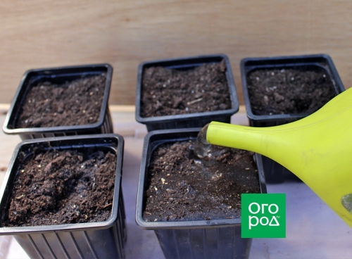 Пора сеять дыни: пошаговая инструкция выращивания и высадки рассады