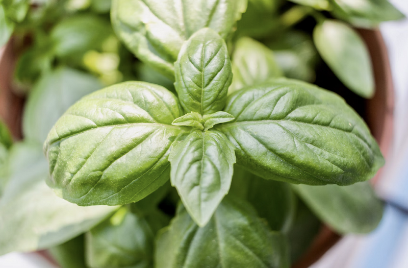 5 самых выносливых растений для открытого балкона