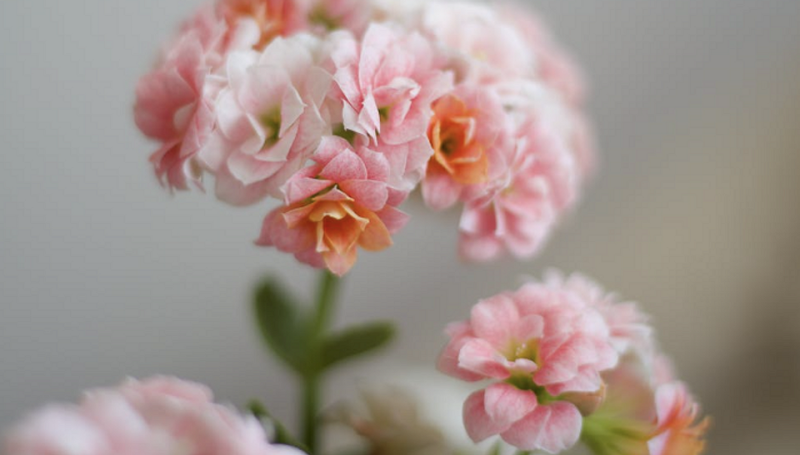 5 самых выносливых растений для открытого балкона