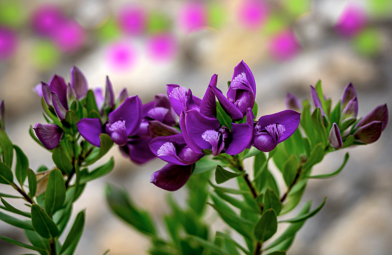 5 самых выносливых растений для открытого балкона