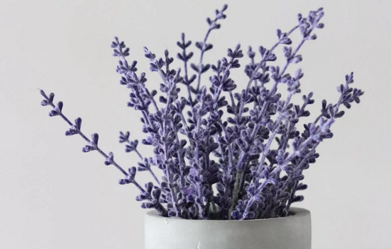 5 самых выносливых растений для открытого балкона