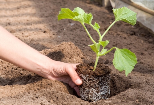 Пора сеять дыни: пошаговая инструкция выращивания и высадки рассады