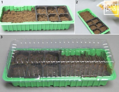 Как посеять огурцы на рассаду: пошаговый мастер-класс