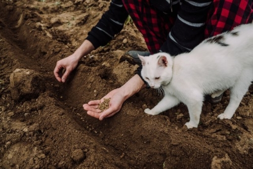 7 овощей, которые можно посеять в открытый грунт уже в апреле