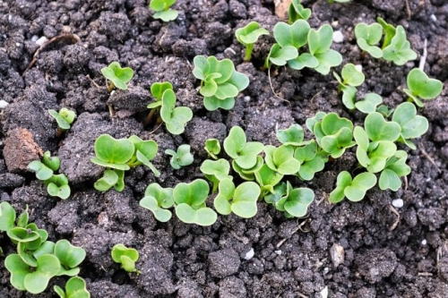 7 овощей, которые можно посеять в открытый грунт уже в апреле