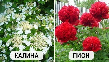 Что и когда сеять в огороде – народные приметы в помощь дачнику