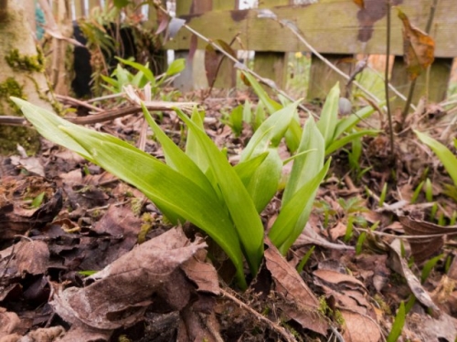 Как вырастить черемшу в средней полосе