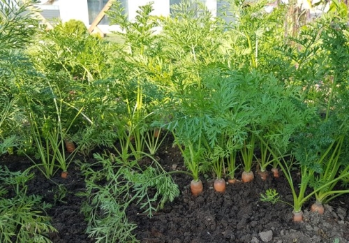 7 овощей, которые можно посеять в открытый грунт уже в апреле