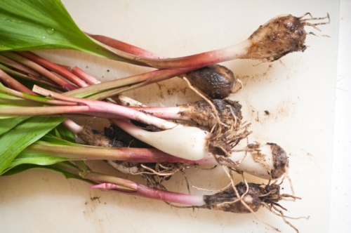 Как вырастить черемшу в средней полосе