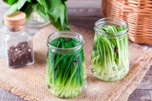 Как вырастить черемшу в средней полосе