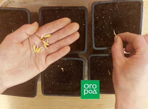 Пора сеять дыни: пошаговая инструкция выращивания и высадки рассады