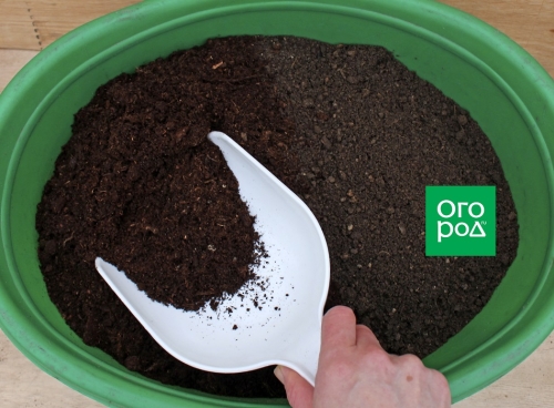 Пора сеять дыни: пошаговая инструкция выращивания и высадки рассады