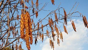 Что и когда сеять в огороде – народные приметы в помощь дачнику
