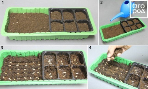Как посеять огурцы на рассаду: пошаговый мастер-класс