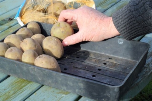 Что такое репродукция картофеля