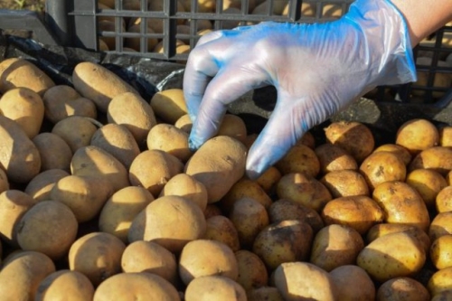 Что такое репродукция картофеля