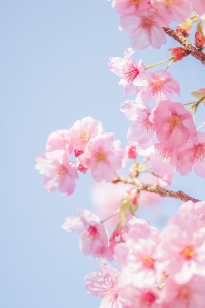 Сад в японском стиле: какие растения выбрать для дачи