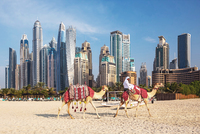 Земельный участок в Дубае продали за рекордную сумму