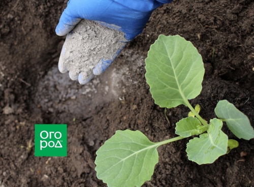 Как высадить рассаду в открытый грунт: сроки и тонкости