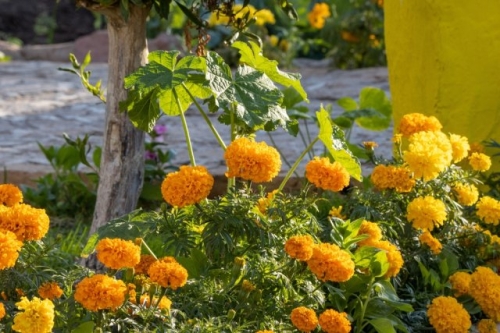 Что посадить "в ноги" огурцам: 7 идеальных соседей