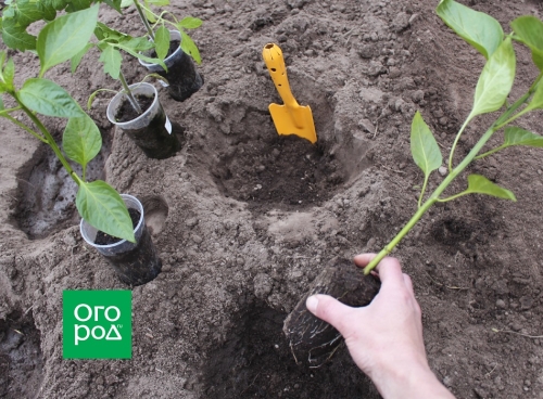 Как высадить рассаду в открытый грунт: сроки и тонкости