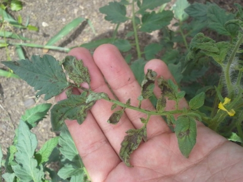 7 главных проблем рассады после пересадки и их решение